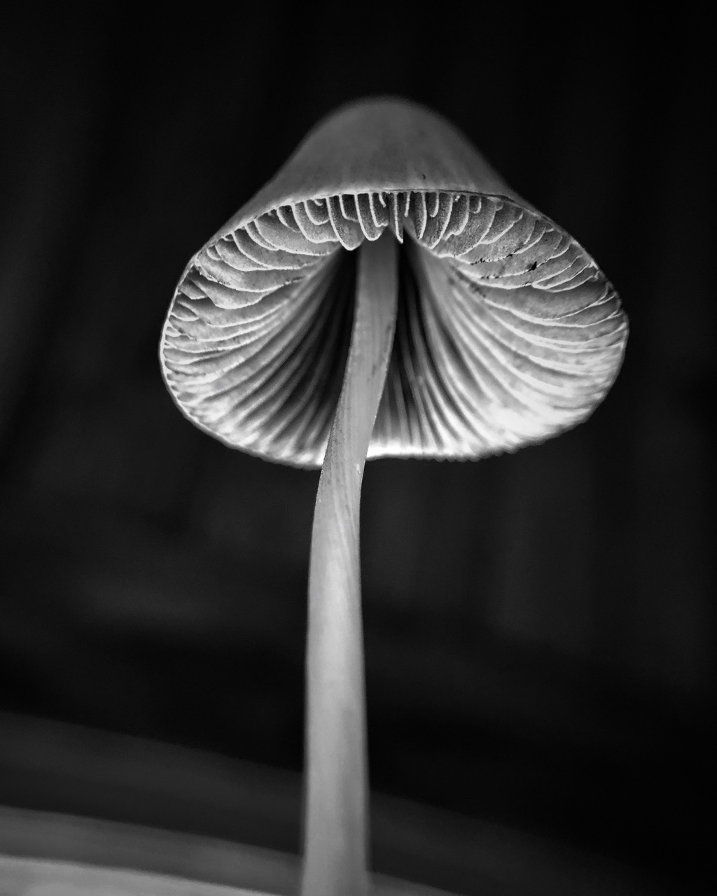 Obraz houby